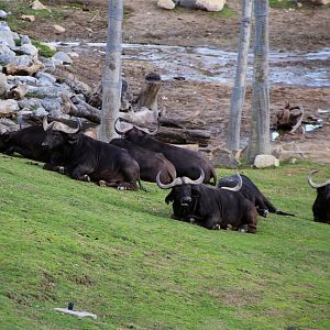 African Buffalo