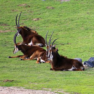 Sable Antelope