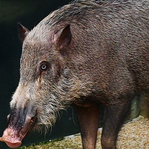 Bearded Pig (Sus barbatus oi)