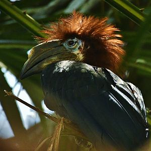 Black-casqued Hornbill (Ceratogymna atrata)