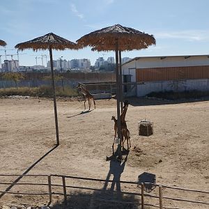 Midbarium - South African Giraffe