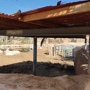 Midbarium - Hippopotamus 1