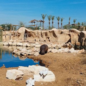 Midbarium - Panoramic view from the hippo to the Guinea Baboon