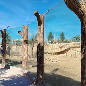 Midbarium - Guinea Baboon