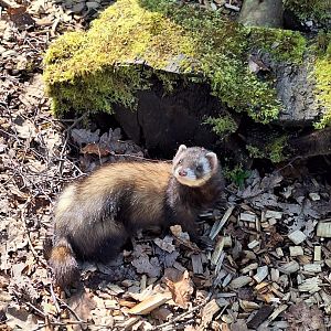 Polecat