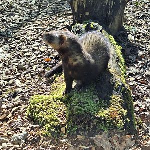 Polecat