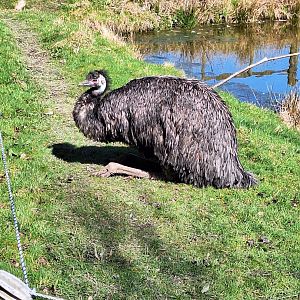 Emu
