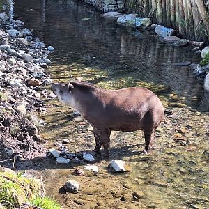 Tapir