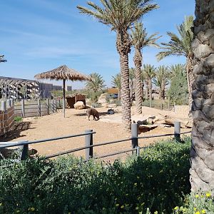 Midbarium - Wild Boar