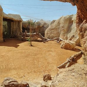 Midbarium - Sand Cat