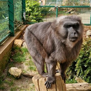 Moor Macaque, Limbach-Oberfrohna