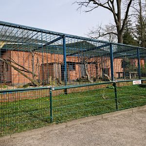 Amur Leopard exhibit, Limbach-Oberfrohna