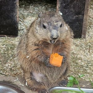 Woodchuck, Limbach-Oberfrohna