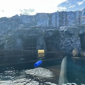 Steller’s Sea Lion Exhibit