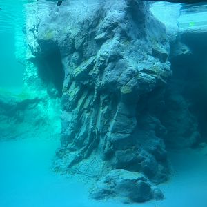 Black-Footed Penguin Exhibit