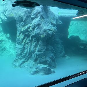 Black-Footed Penguin Exhibit