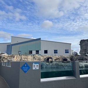 Black-Footed Penguin Exhibit