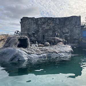 Black-Footed Penguin Exhibit