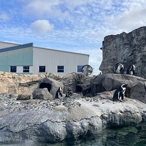 Black-Footed Penguin Exhibit