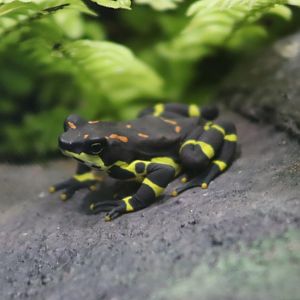 Variable Harlequin Frog