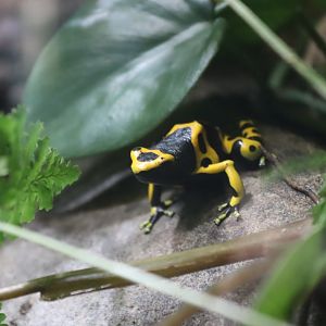 Yellow & Black Poison Frog