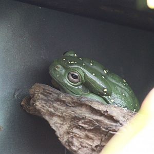 Magnificent Tree Frog