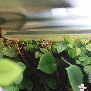 White-spotted Reed Frog