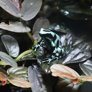 Green & Black Poison Frog