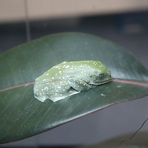 Sylvia's Tree Frog
