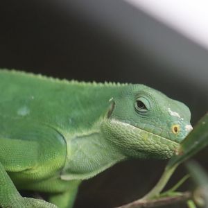 Fiji Banded Iguana