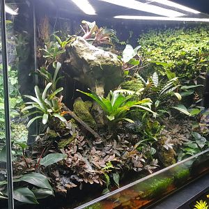 Strawberry and Green & Black Poison Frog Enclosure