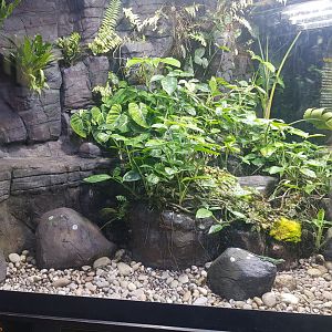 Giant Green Anole & Harlequin Frog Enclosure