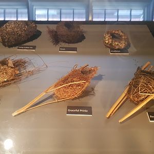Assorted Bird Nests