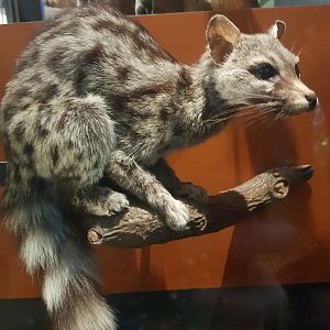 Cape Genet Taxidermy