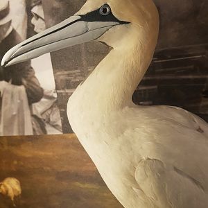 Northern Gannet Taxidermy