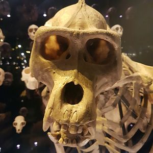 Gorilla Skeleton