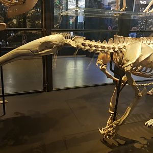 Giant Anteater Skeleton