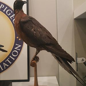 Passenger Pigeon Taxidermy