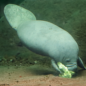 Antillean manatee (Trichechus manatus manatus)