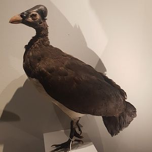 Maleo Taxidermy