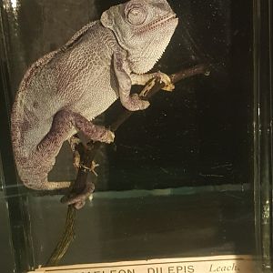 Chameleon Wet Specimen