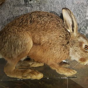 Brown Hare Taxidermy