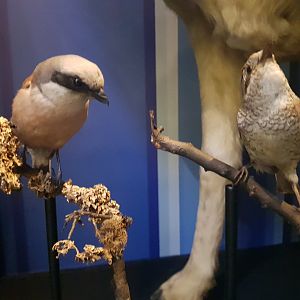 Red-backed Shrikes Taxidermy