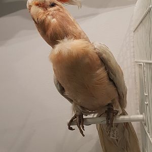Major Mitchell's Cockatoo Taxidermy