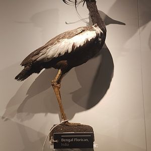 Bengal Florican Taxidermy