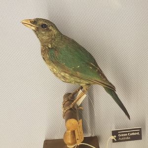 Green Catbird Taxidermy