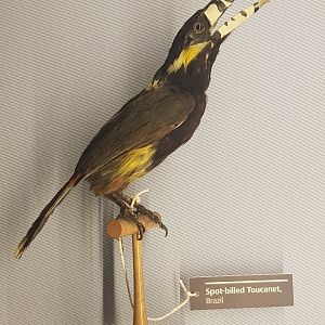 Spot-billed Toucanet Taxidermy