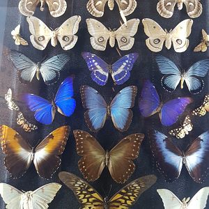 Assorted Preserved Lepidoptera