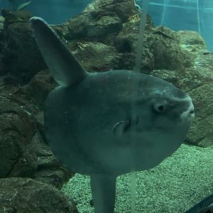 Sunfish