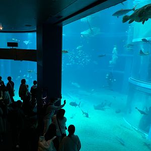 Pacific Ocean Tank Viewing
